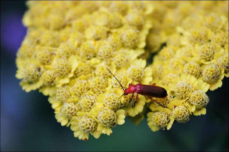 red bug, yellow flower || canon 300d | 1/80s | f5.6 | ISO 800 | handheld | canon 250d macro adapter